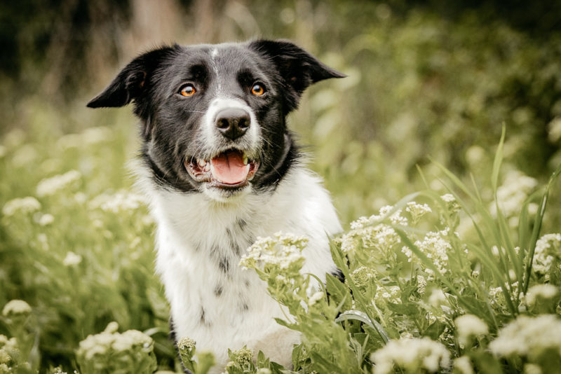 Border Collie sitzt in Blumen.