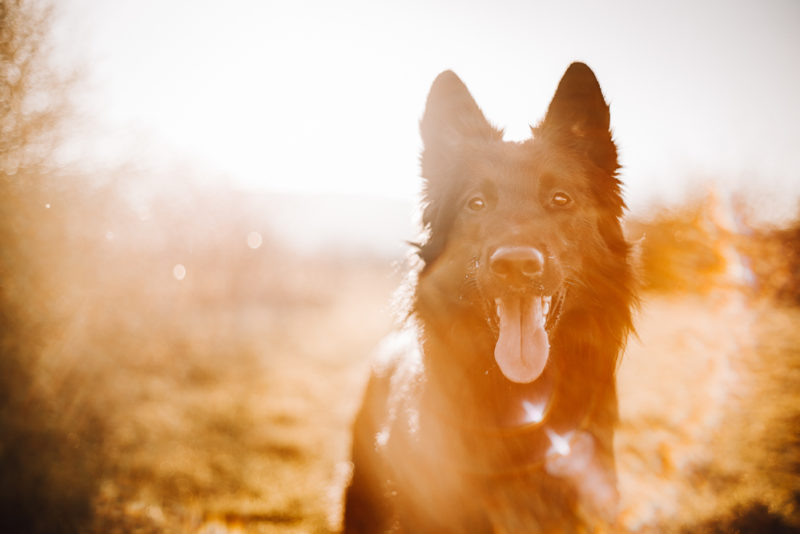 Belgischer Schäferhund im Gegenlicht.
