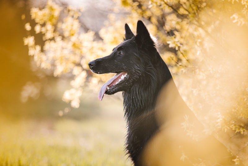 Ein Belgischer Schäferhund sitzt in einem gelben Strauch.